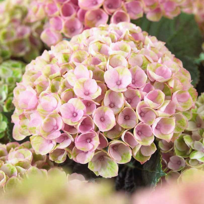 Hortensia Revolution Pink - Hydrangea macrophylla 'revolution pink' - Arbustes