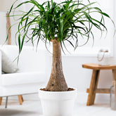 Pied d'éléphant - Willemse