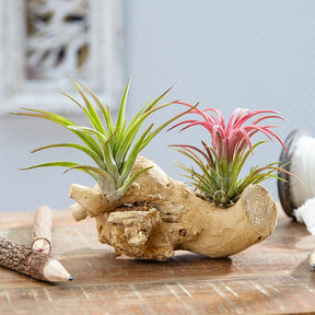Tillandsia sur bois - Willemse