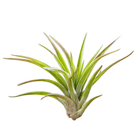 Tillandsia sur bois - Tillandsia - Willemse