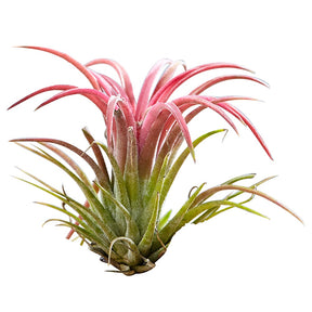 Tillandsia - Tillandsia sur bois - Tillandsia