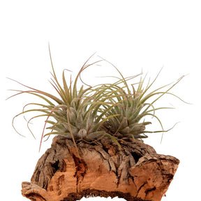 Tillandsia - Tillandsia sur bois - Tillandsia