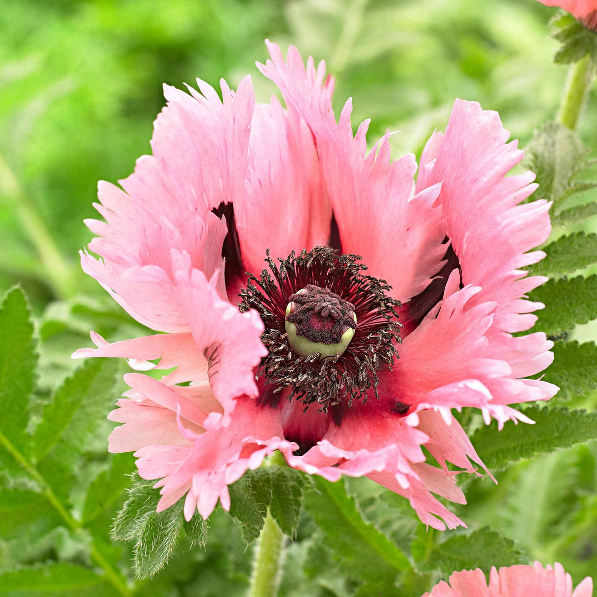 Pavot d'Orient Pink Perfection - Papaver orientale 'pink perfection' - Plantes vivaces