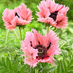 Pavot d'Orient Pink Perfection - Papaver orientale 'pink perfection' - Plantes