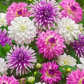 5 Dahlias All Summer Long en mélange - Willemse