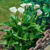 Arum à taches blanches - Zantedeschia albomaculata - Plantes