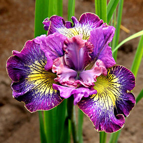 3x Iris de Sibérie 'How Audacious' violet-blanc-jaune - Plants à racines nues - Bulbes à fleurs