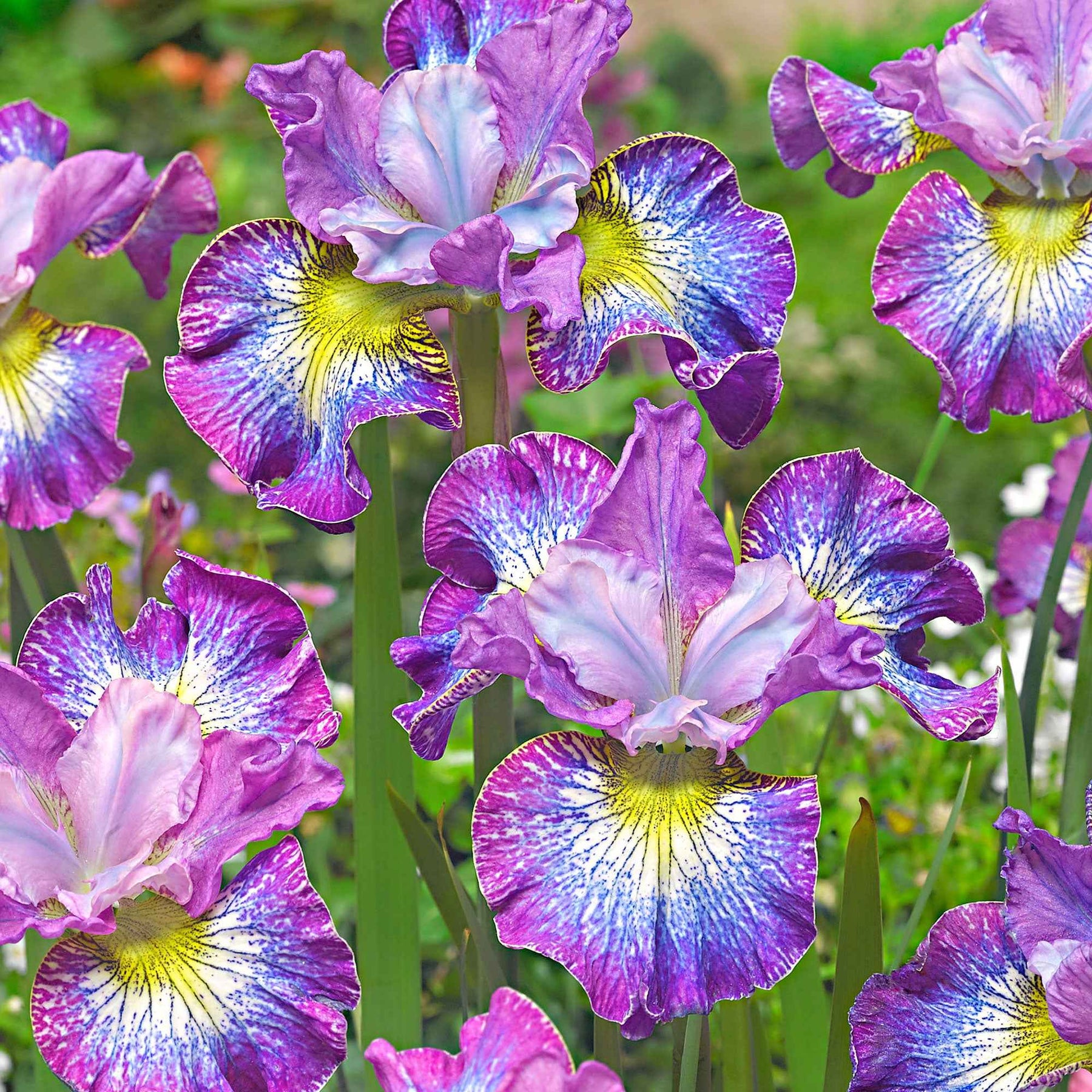 3x Iris de Sibérie 'How Audacious' violet-blanc-jaune - Plants à racines nues - Bulbes à fleurs