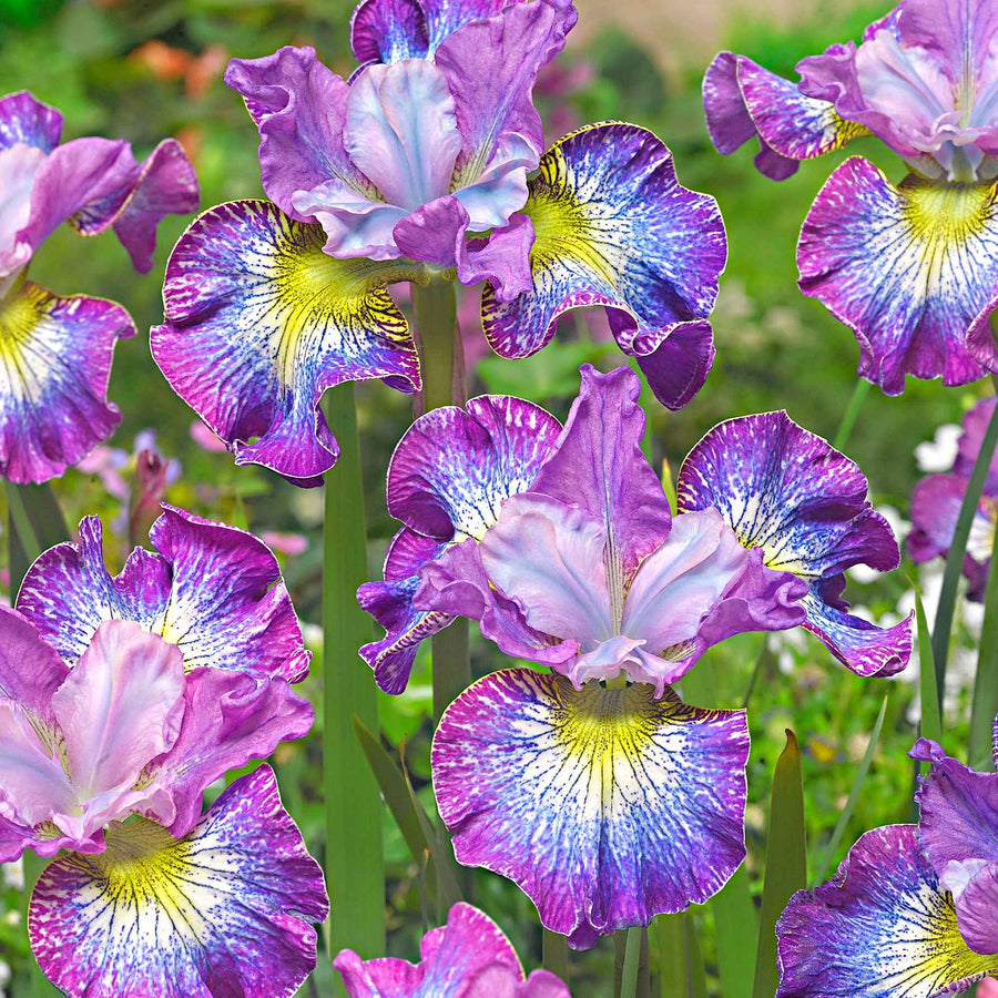 Primevère rose Grandiflora - Primula rosea grandiflora