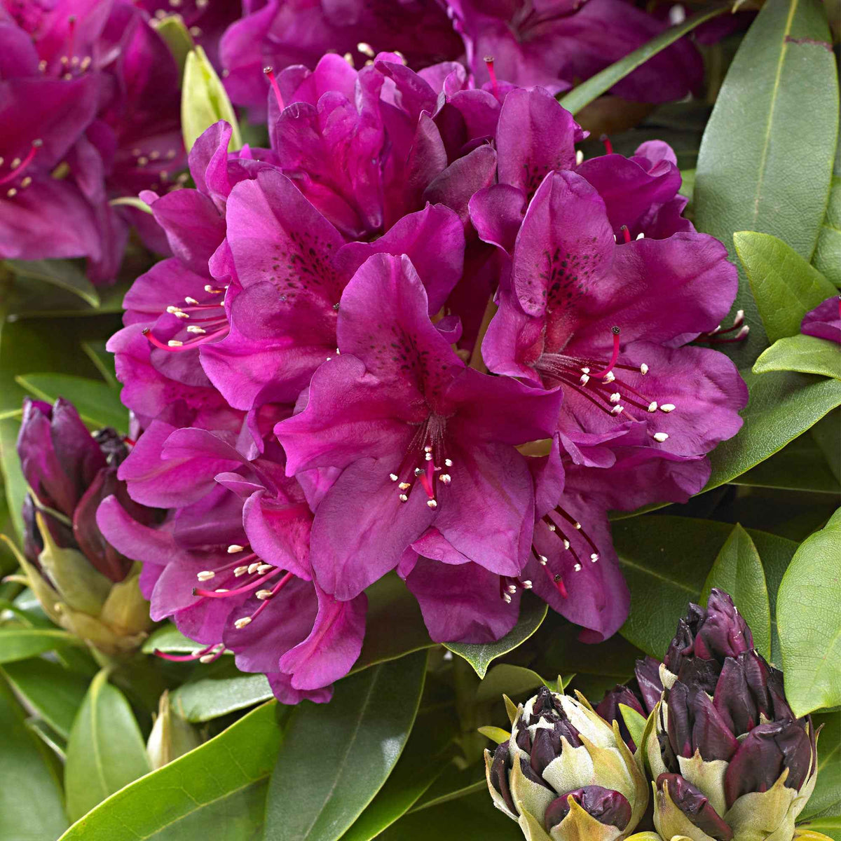 Rhododendron 'Polarnacht' violet - Arbustes à fleurs