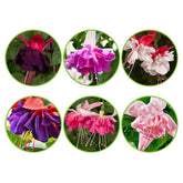 6 Fuchsias All in One en mélange - Fuchsia Bella Rosella, Blue Mirage, New Millenium, Pink Marshmallow - Plantes