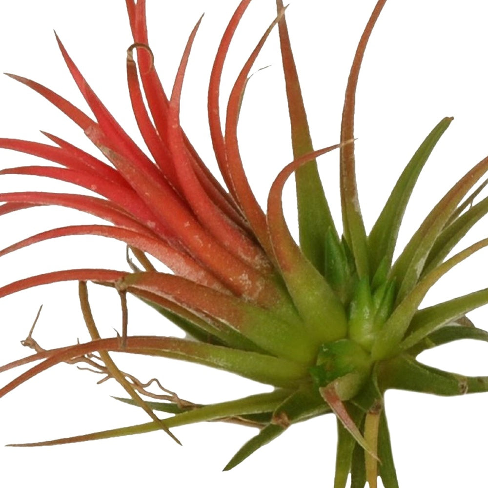 Tillandsia ionantha Rood XL - Tillandsia ionantha rood xl - Plantes d'intérieur