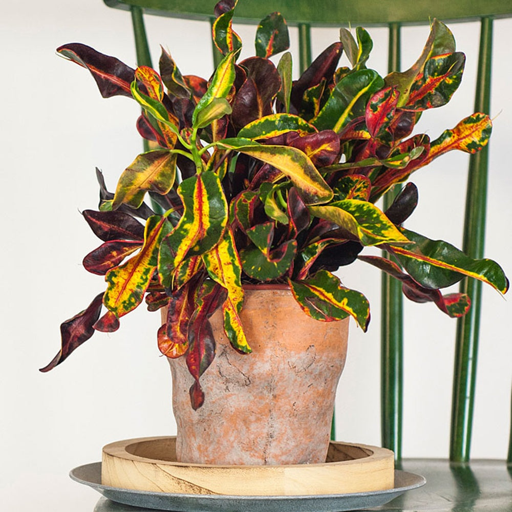 croton-mammi-codiaeum-variegatum-mammi