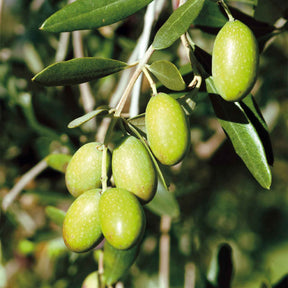 Olea europaea - Olivier sur tige - Olivier