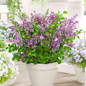 Lilas nain Dark Purple - Syringa pubescens microphylla Bloomerang Dark Purple - Plantes