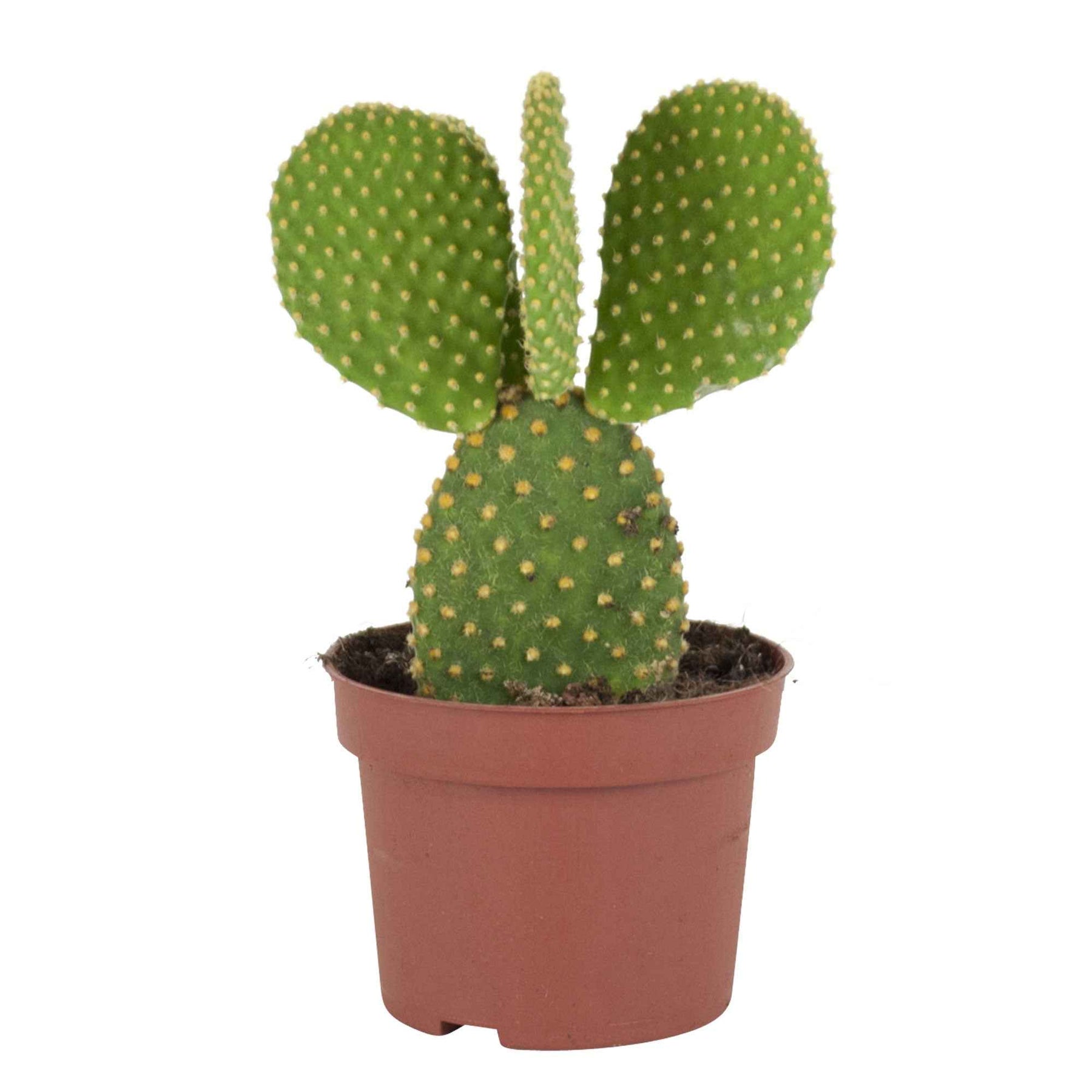 Cactus Opuntia Microdasys - Opuntia microdasys - Plantes d'intérieur