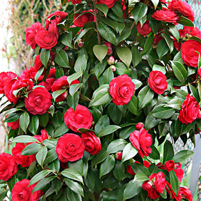 Camélia Camellia japonica 'Black Lace' rouge - Arbustes