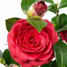 Camélia Camellia japonica 'Black Lace' rouge - Arbustes