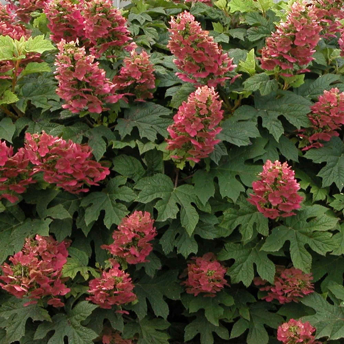 Hortensia à feuilles de chêne Ruby Slippers® - Hydrangea quercifolia ruby slippers'® - Arbustes