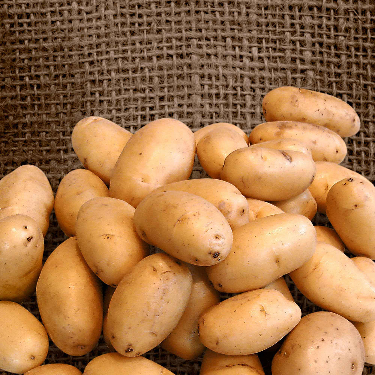 25 Pommes de terre Nicola - Solanum tuberosum 'nicola' - Potager