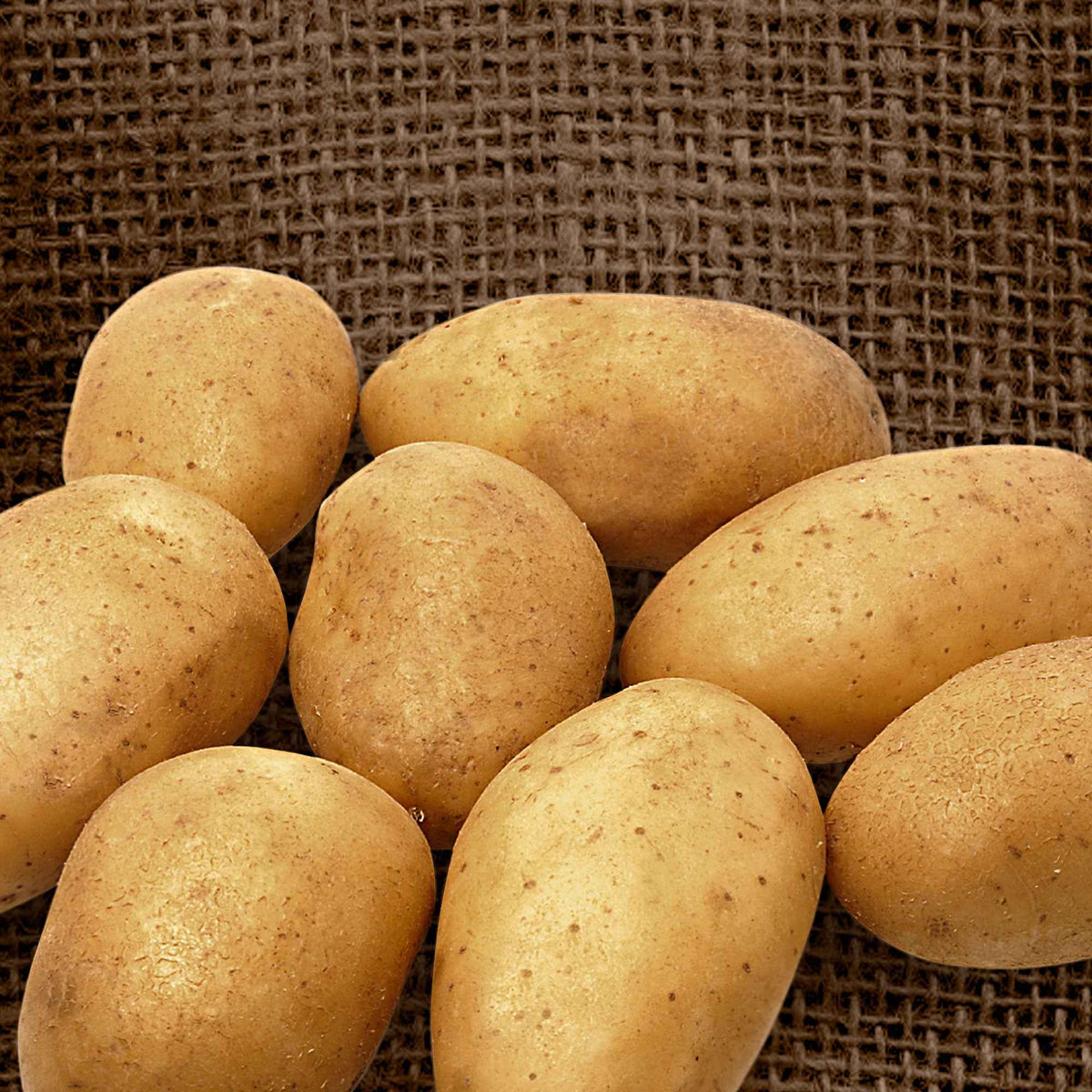 25 Pommes de terre Wilja - Solanum tuberosum 'wilja' - Potager