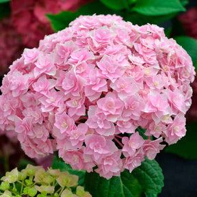 Hortensia Doppio Nuvola - Hydrangea macrophylla Doppio Nuvola - Willemse