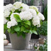 Hortensia blanc - Hydrangea macrophylla - Plantes