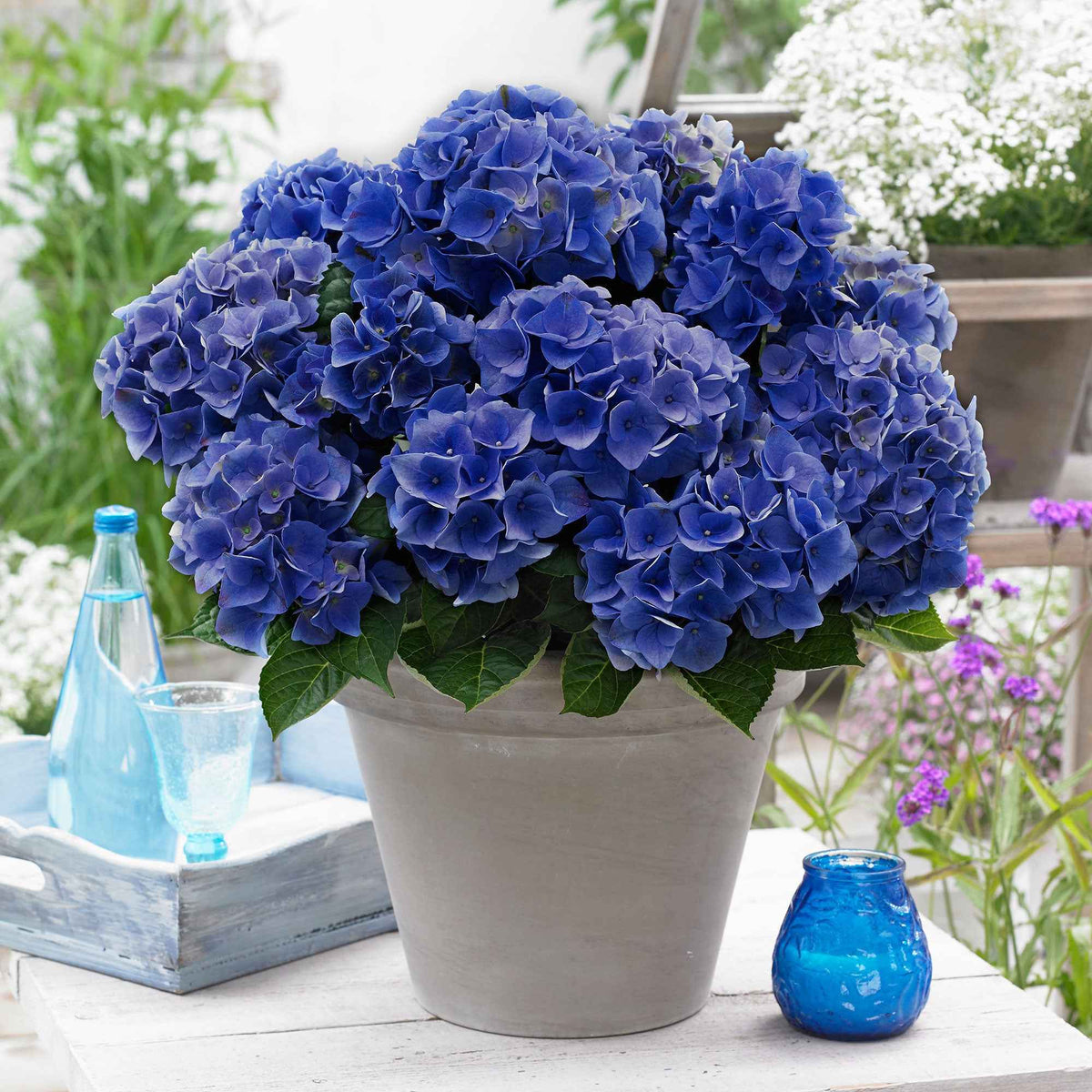 Hortensia Blue Boogie Woogie® - Hydrangea macrophylla 'blue boogie woogie' - Plantes
