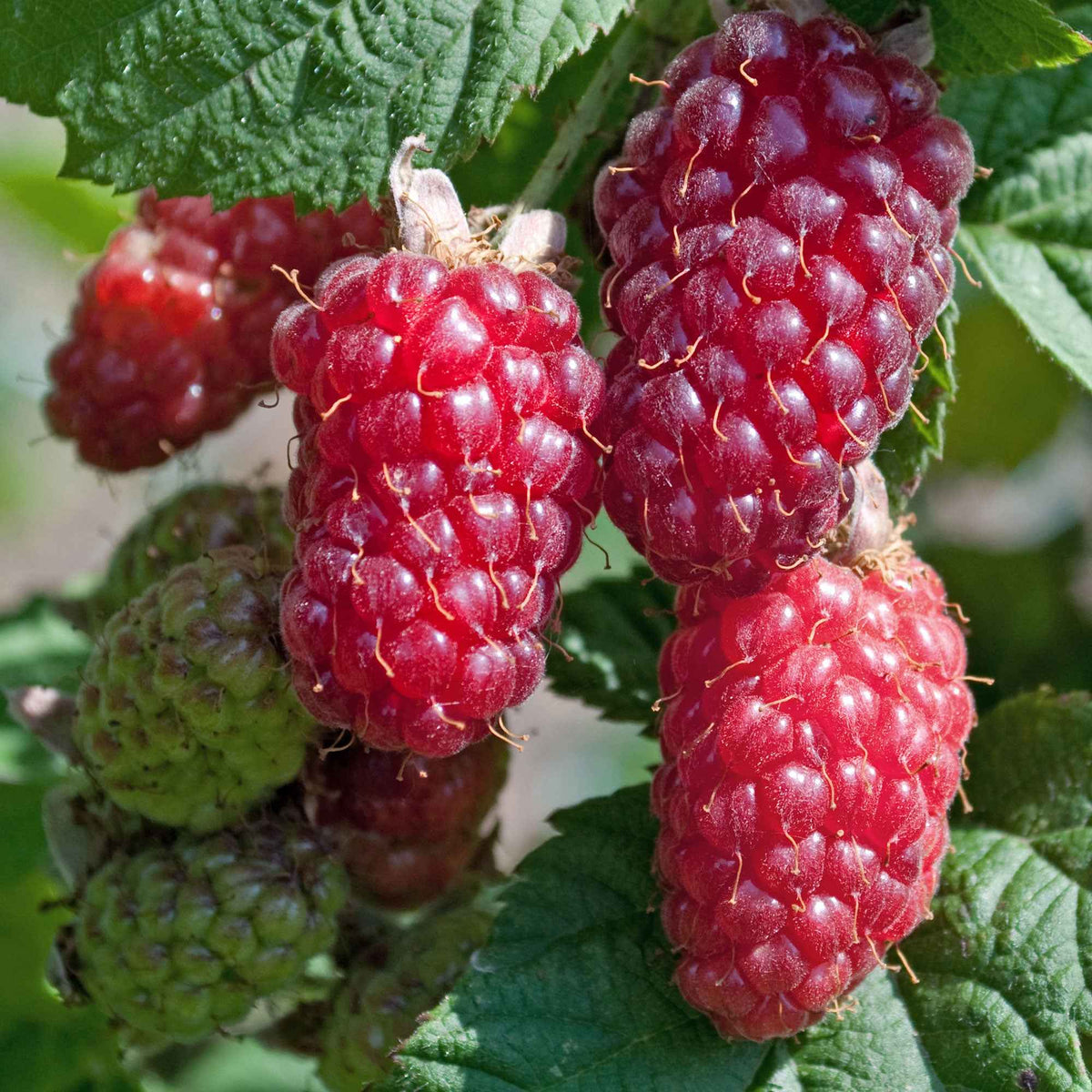 Mûre-framboise Tayberry - Rubus 'tayberry' - Plantes