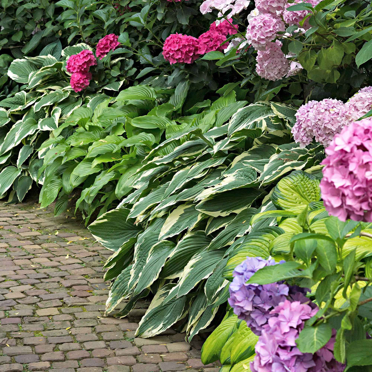 3 Hostas Colourful Shadow - Willemse
