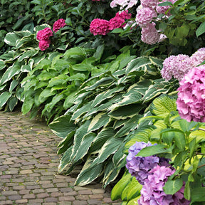 3 Hostas Colourful Shadow - Willemse