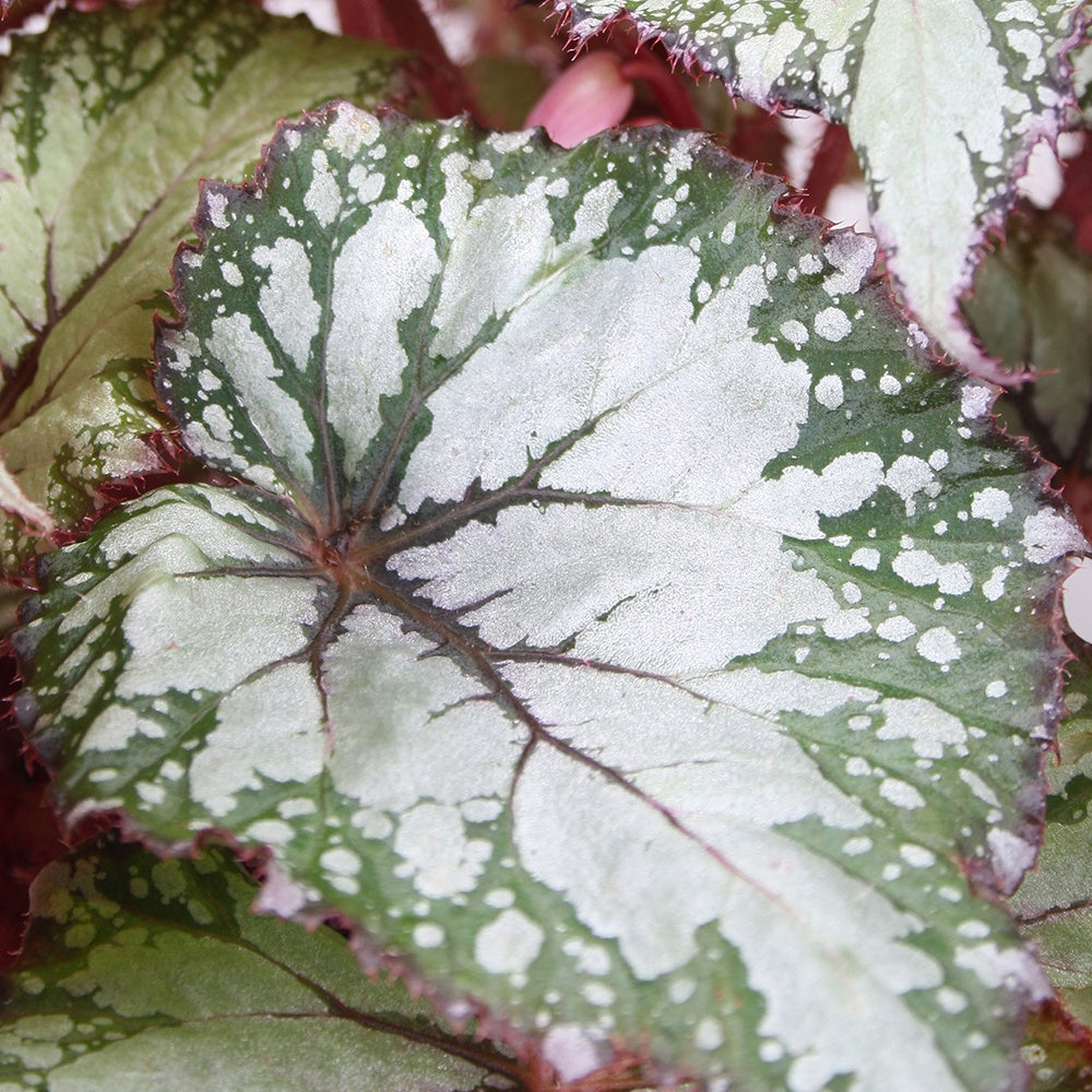 Bégonia Asian Tundra - Begonia beleaf asian tundra