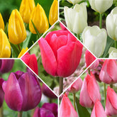 50 Tulipes Happy Garden en mélange - Willemse