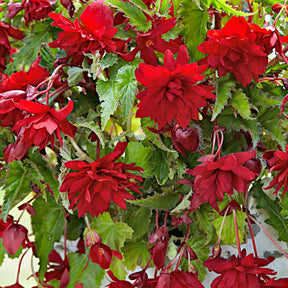 5 Bégonias retombants Scarlet - Begonia pendula 'scarlet'