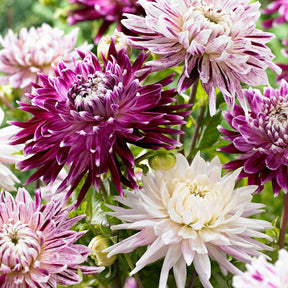 3 Dahlias Avignon et Vancouver en mélange - Willemse