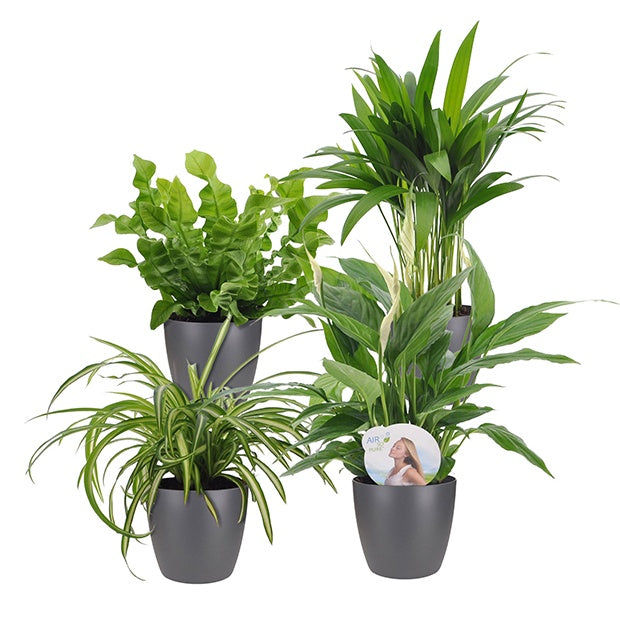 Collection de plantes dépolluantes + cache pot Elho gris - Luchtz. plant 4 st - Plantes d'intérieur