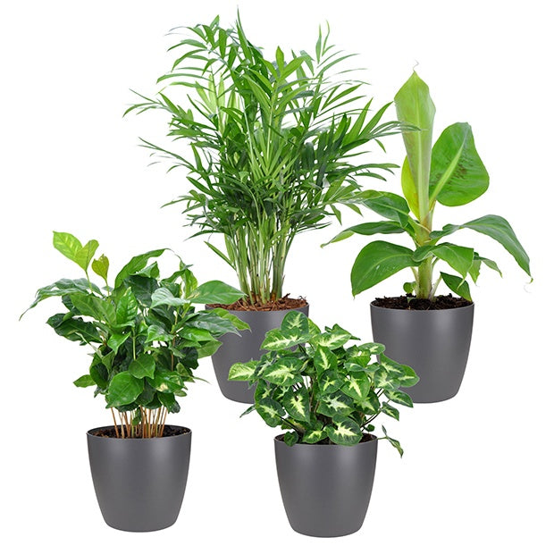 Collections de plantes d'intérieur tropicales + cache pot Elho gris - Chamaedorea, Syngonium, Musa, Coffea 'Fresh' - Plantes d'intérieur