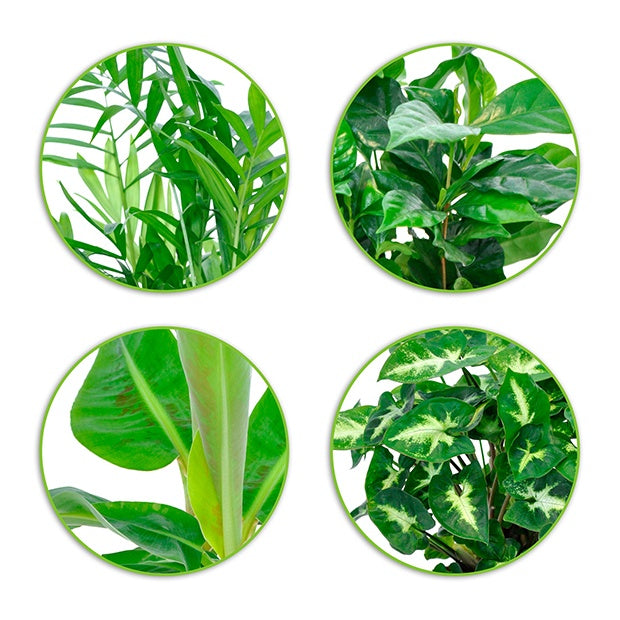 Collection de 4 plantes d'intérieur tropicales + cache pots Elho gris - Chamaedorea, Syngonium, Musa, Coffea 'Fresh'