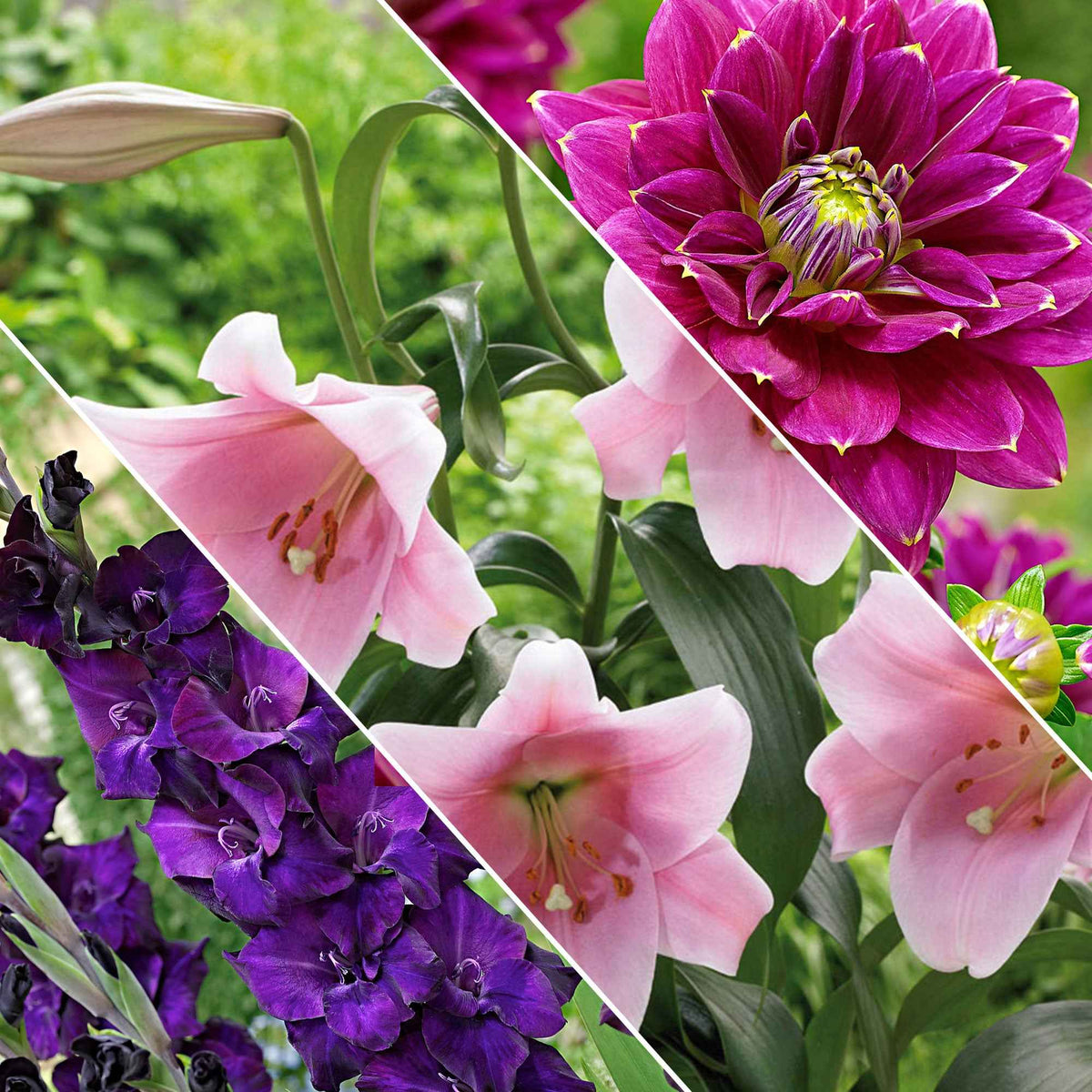 30 bulbes de fleurs Hello Summer en mélange - Dahlia, lilium, gladiolus, liatris - Plantes