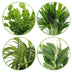 Lot de 3 - Mélange pour la salle de bain - Spathiphyllum, Asplenium Lot de 3 - Mélange pour la salle de bain - Spathiphyllum, Asplenium