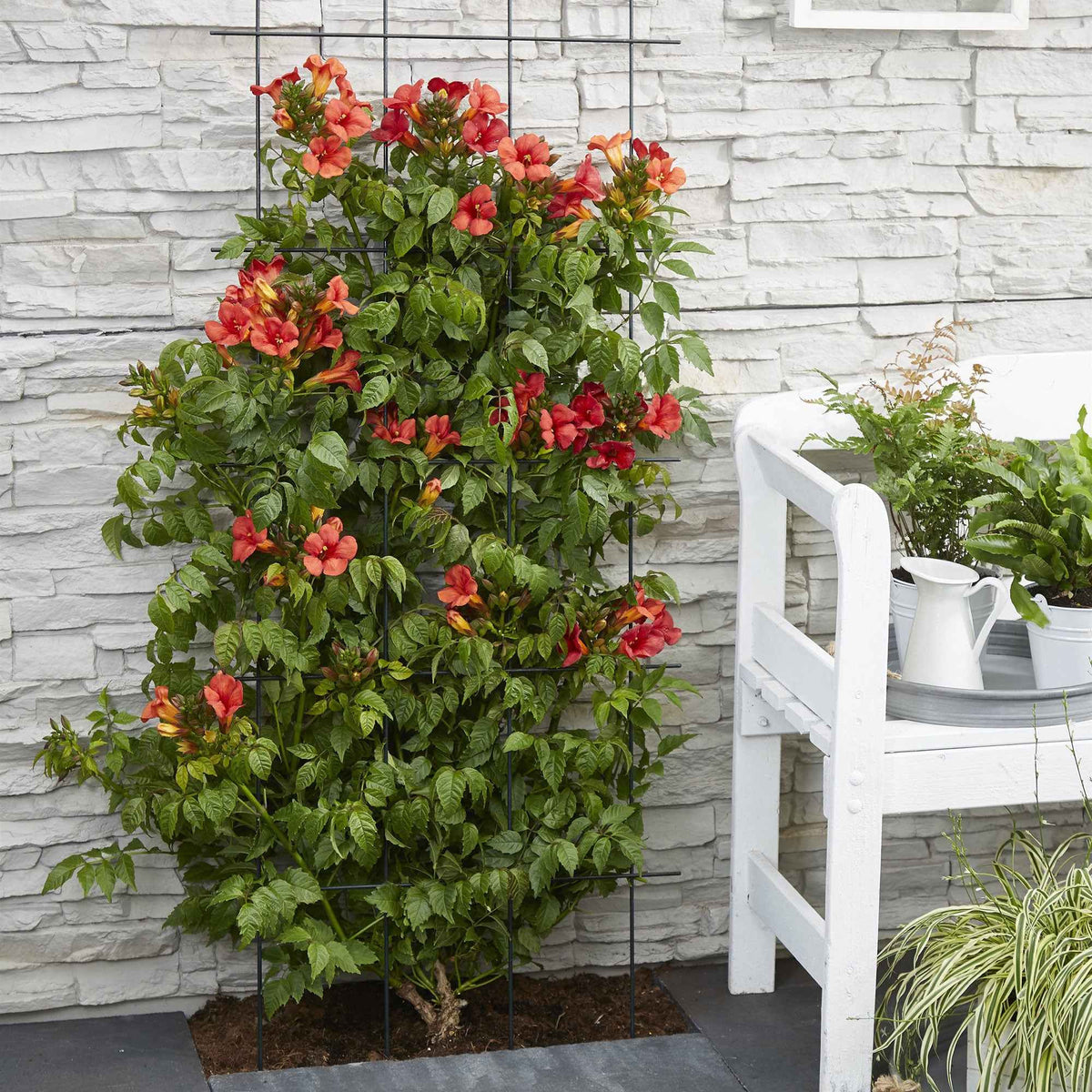 Bignone Fire Trumpet, grimpante facile