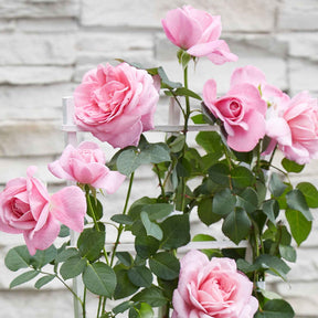 Rosier grimpant Crazy in Love rose - Rosa hybride 'crazy in love pink' - Willemse