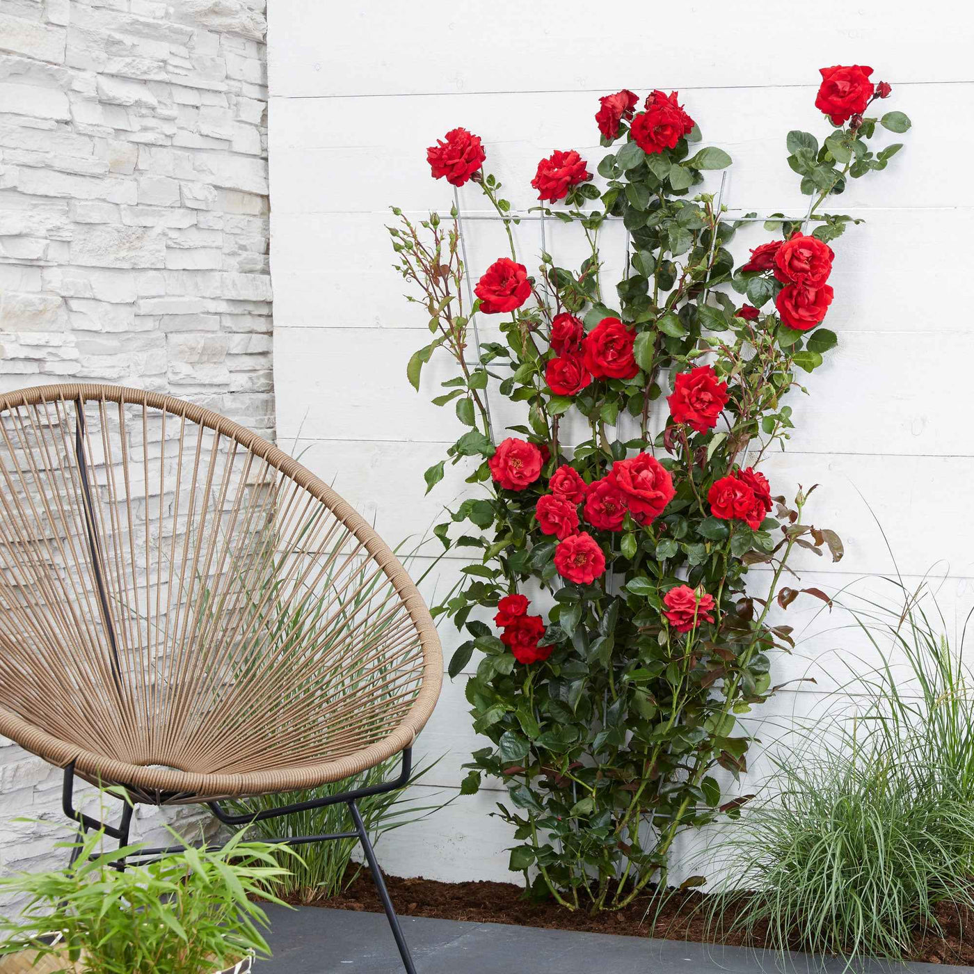 Rosier grimpant Crazy in Love rouge - Willemse