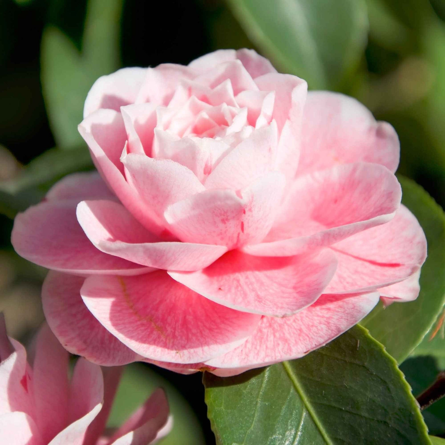Camélia Camellia japonica 'Bonomiana' rose - Arbustes fleuris