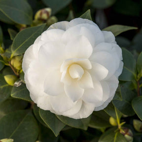 Camélia Camellia japonica 'Nuccio’s Gem' blanc - Arbustes