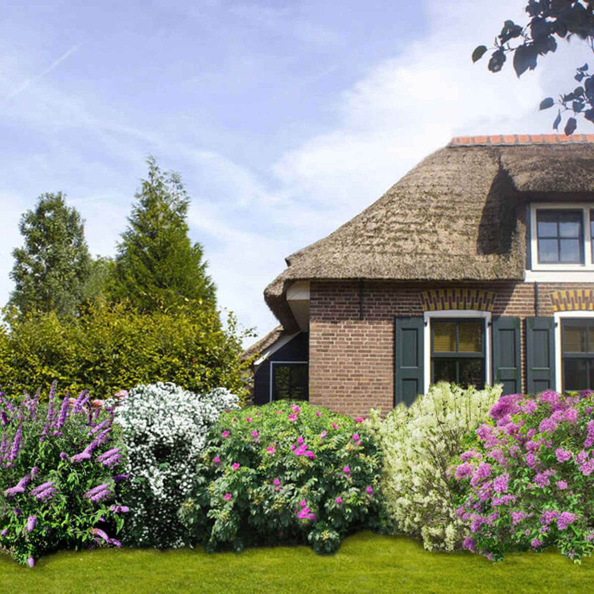 Collection Haie fleuries et parfumées - 6 arbustes - Willemse