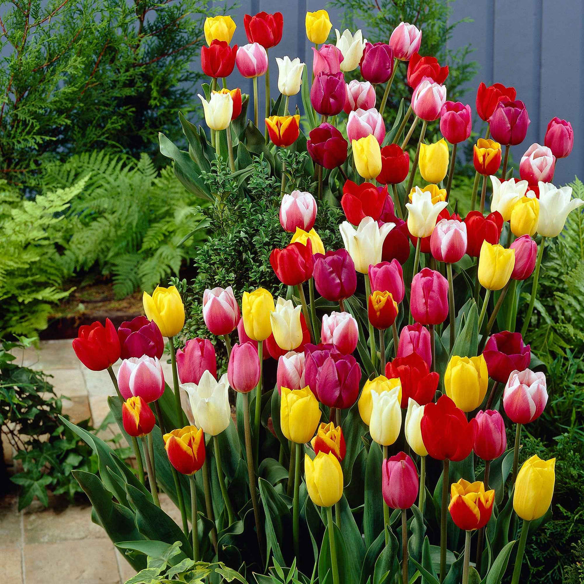 30 Tulipes 60 days of Tulips en mélange - Tulipa - Plantes