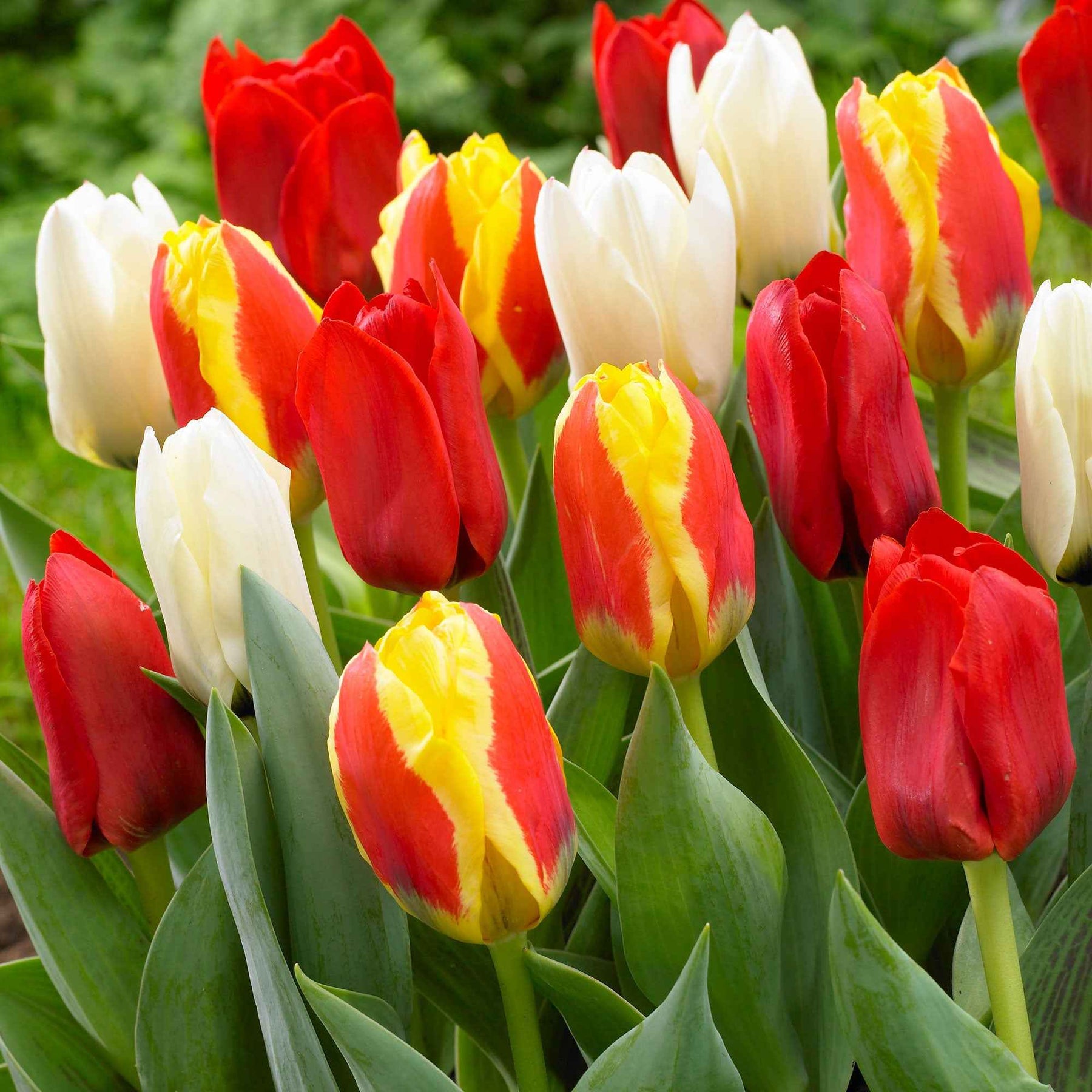 30 Tulipes 60 days of Tulips en mélange - Tulipa