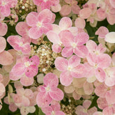 Hortensia paniculé Switch Ophelia® - Willemse