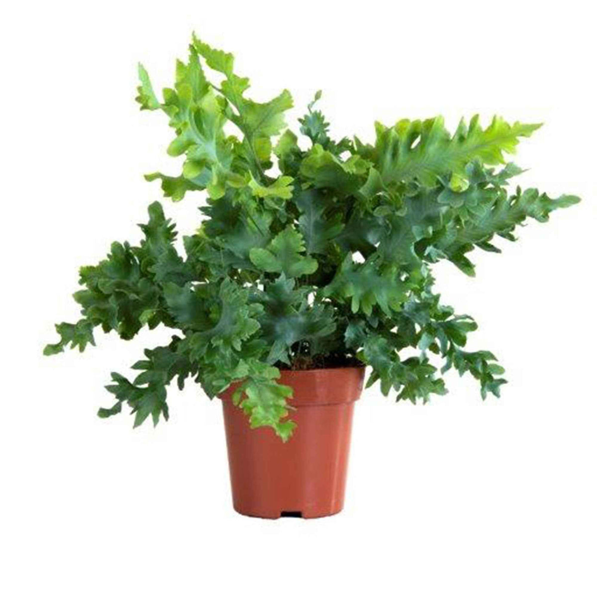 Fougère 'Davana' - Phlebodium aureum 'Davana' - Plantes